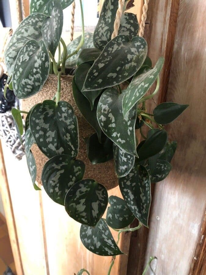 Scindapsus 2
