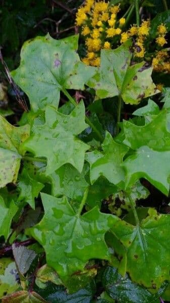 Delairea odorata 14