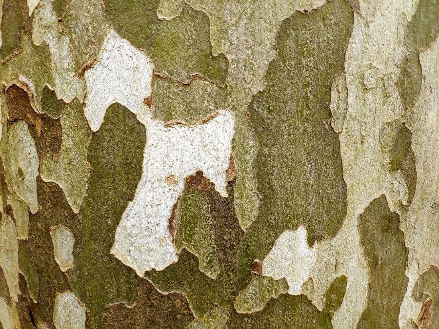 Platanus orientalis 21