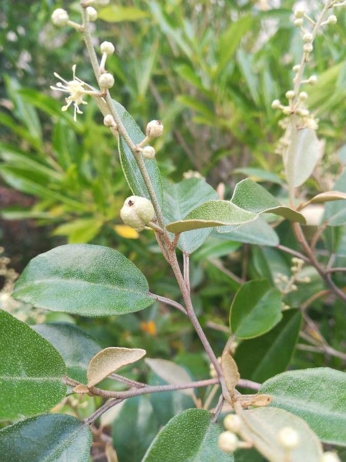 Croton 5