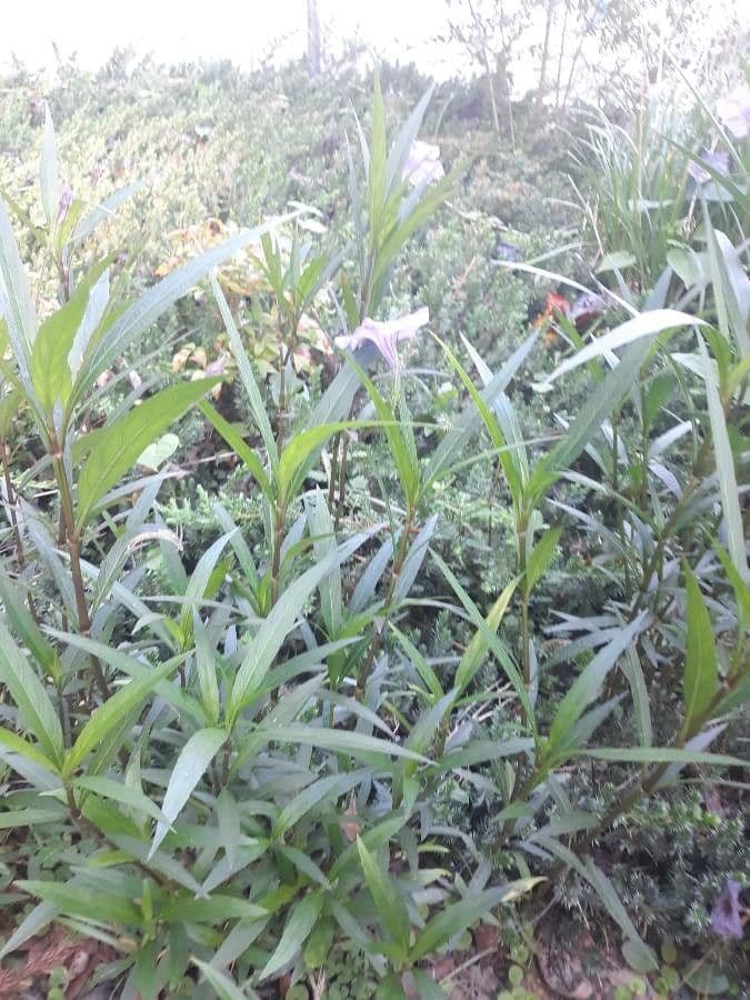 Ruellia simplex 14