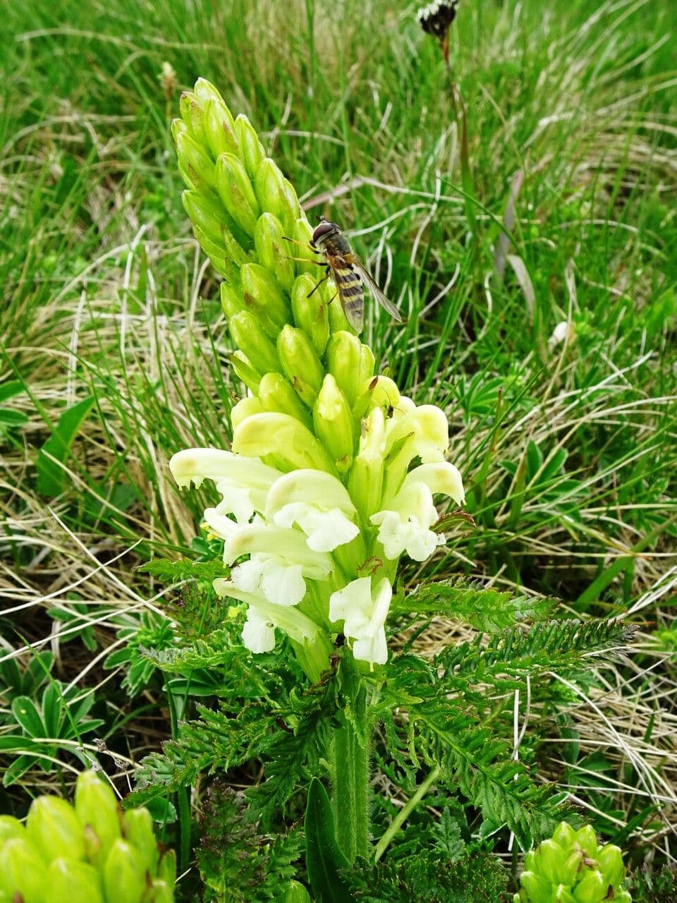 Pedicularis comosa 2