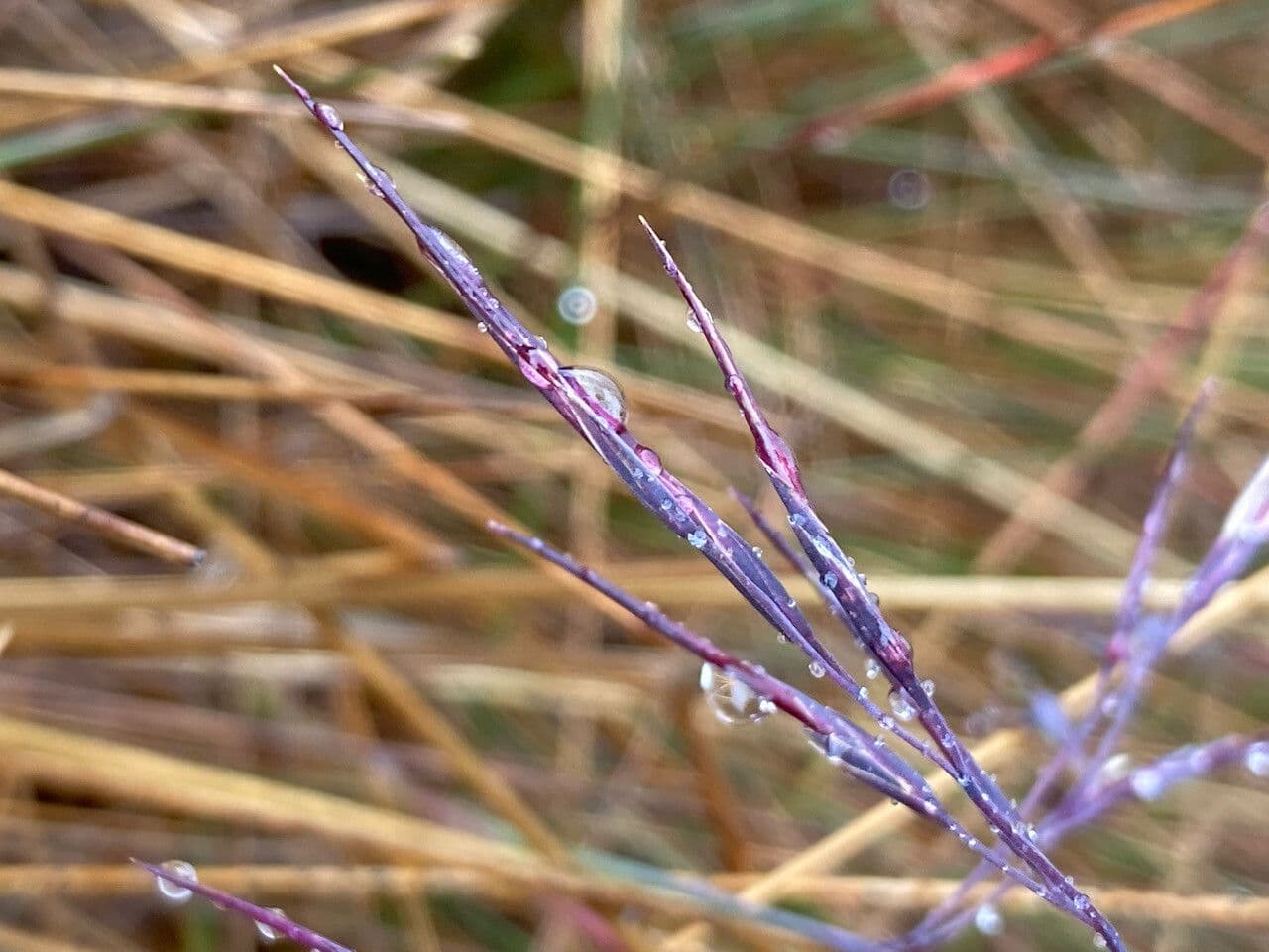 Festuca 5