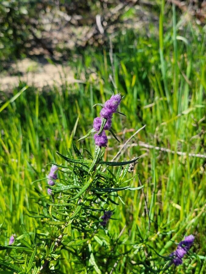 Trichostema 12