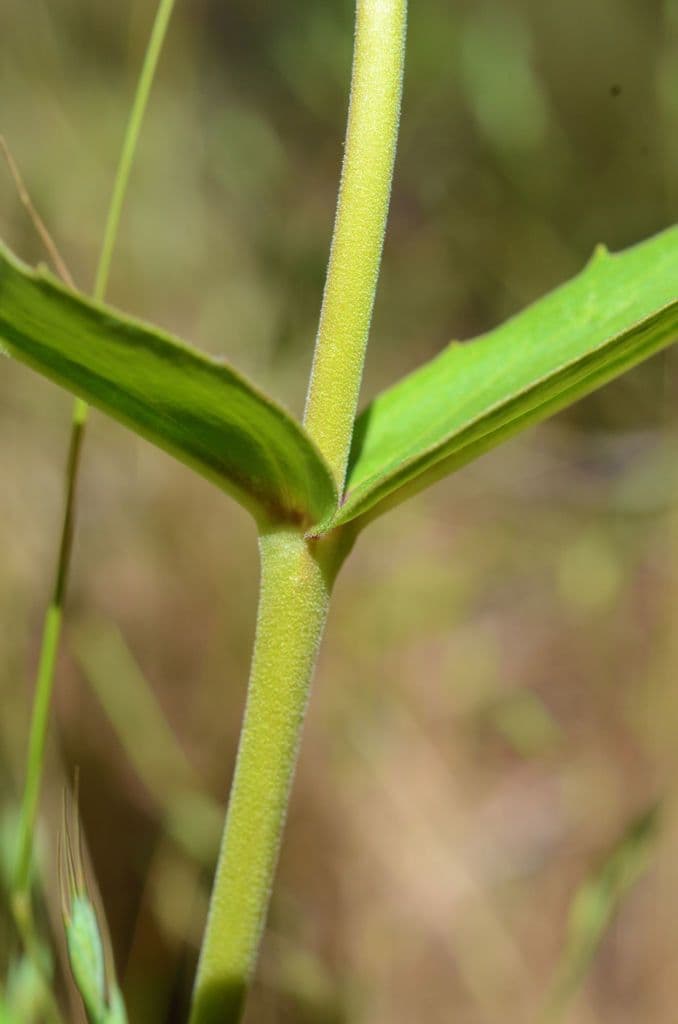 Penstemon 11