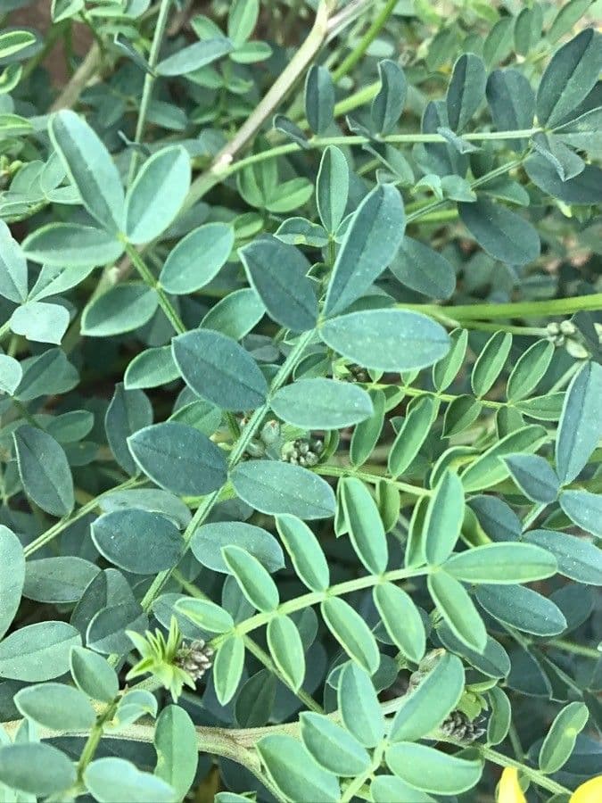 Ipocrepidi 14