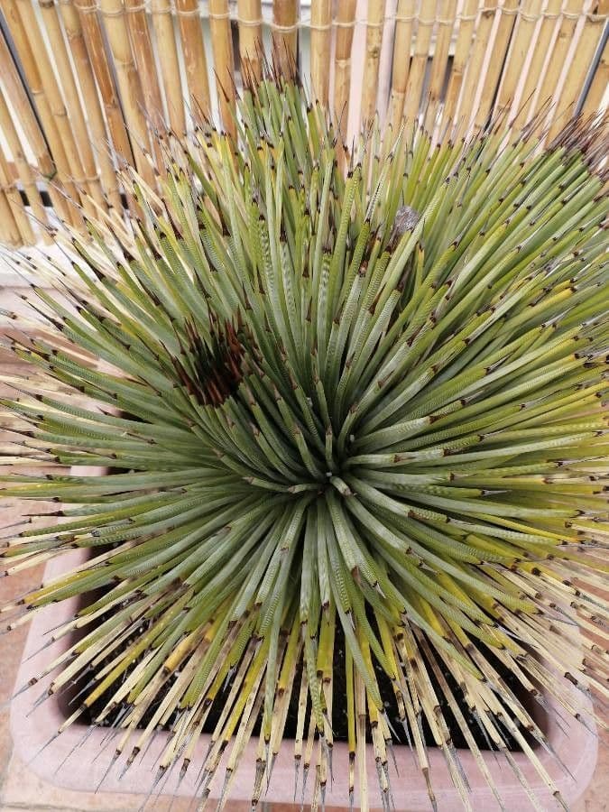 Agave 6
