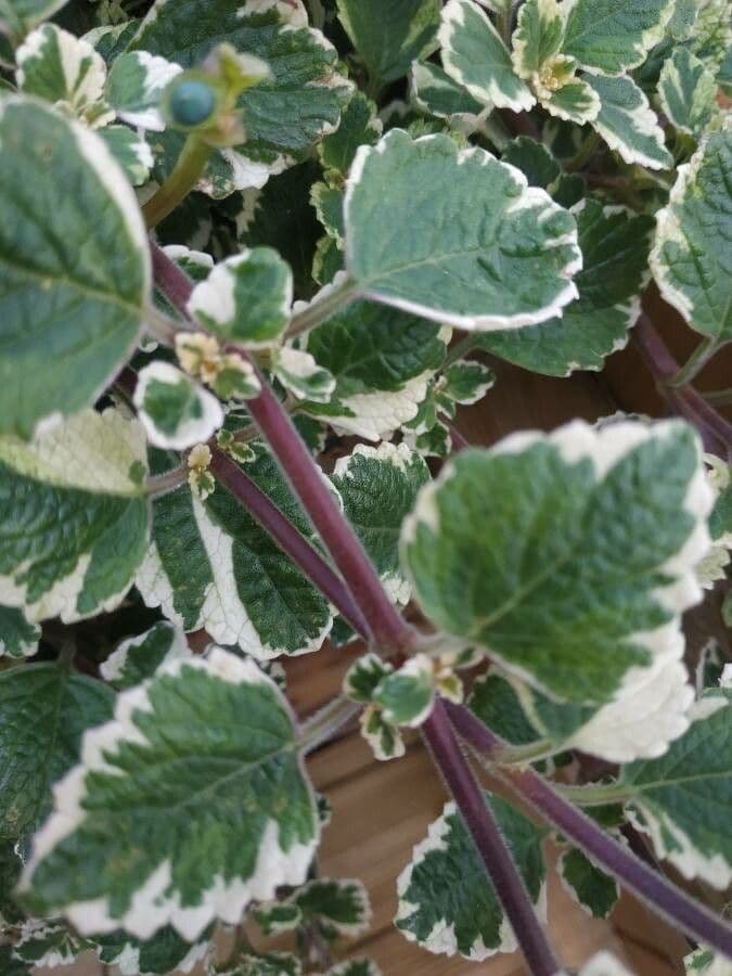 Plectranthus 19