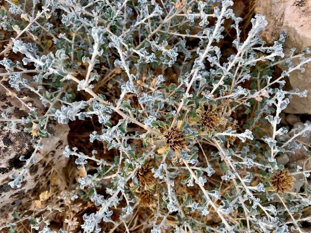 Anvillea 13
