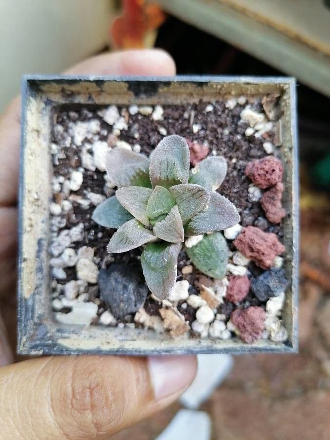 Haworthia