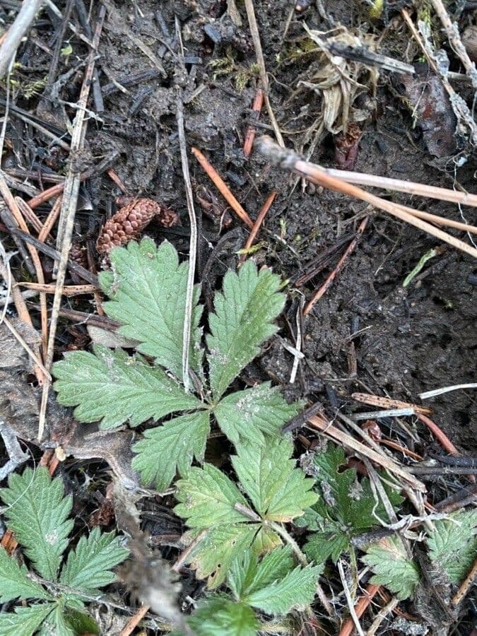 Potentilla simplex 16