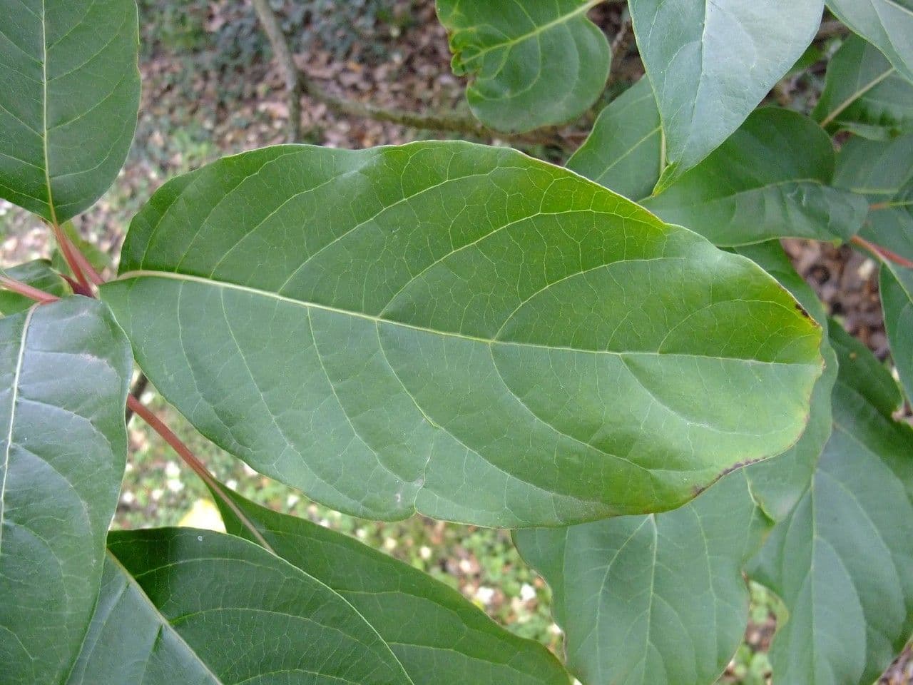 Emmenopterys 11