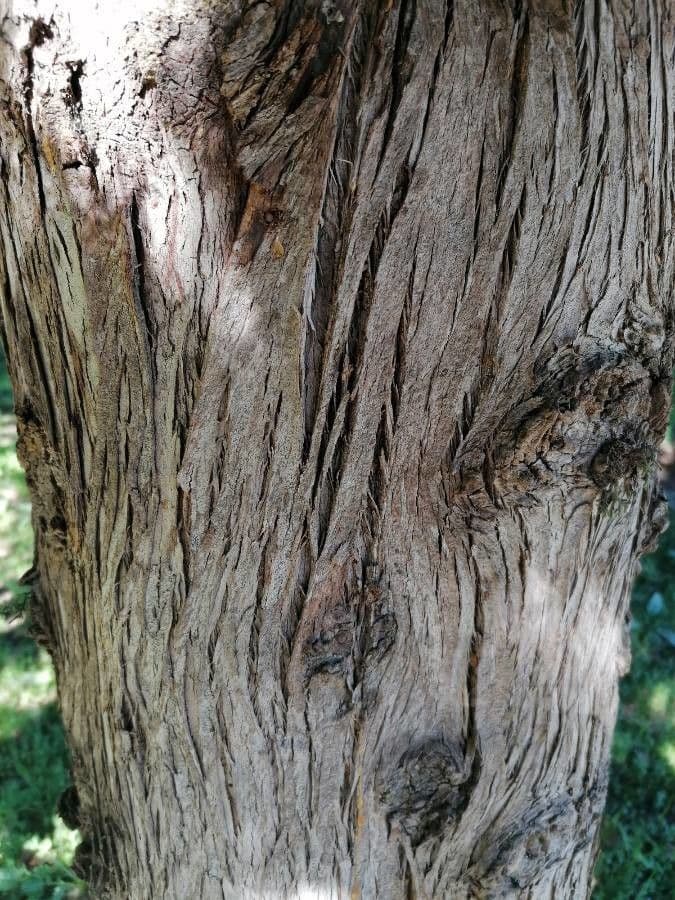 Cipresso comune 22
