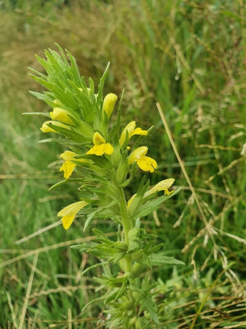 Speronella viscosa 6