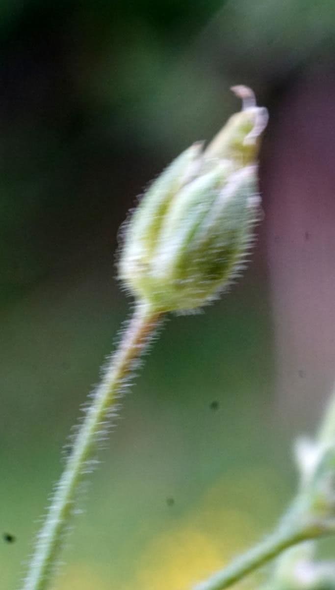 Minuartia mucronata 3