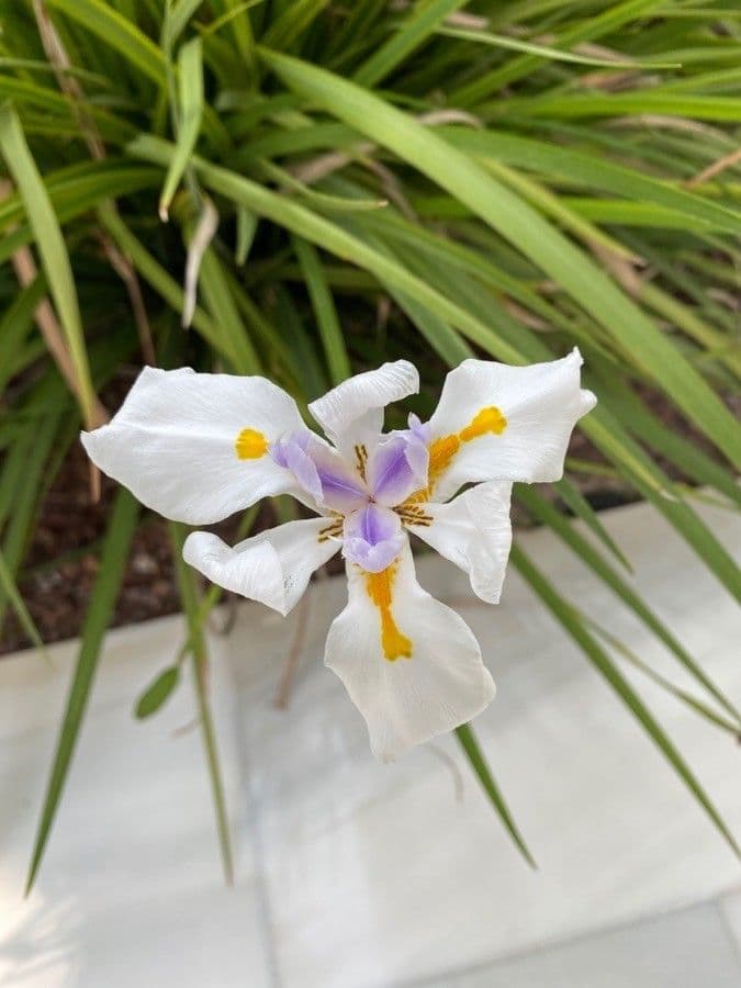 Schwert-Iris 11