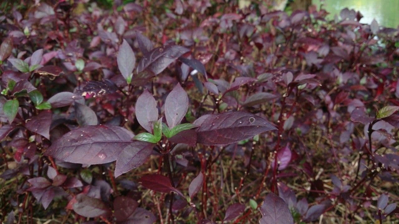 Alternanthera Brasiliana 15