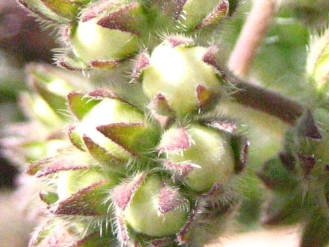 Phacelia 3