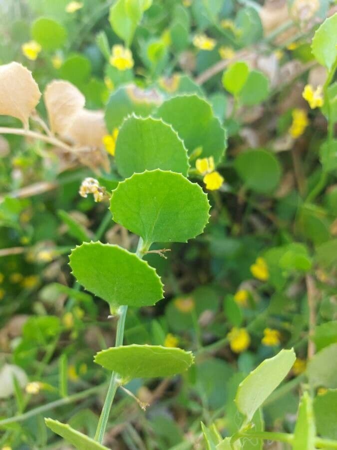 Goodenia ovata 10