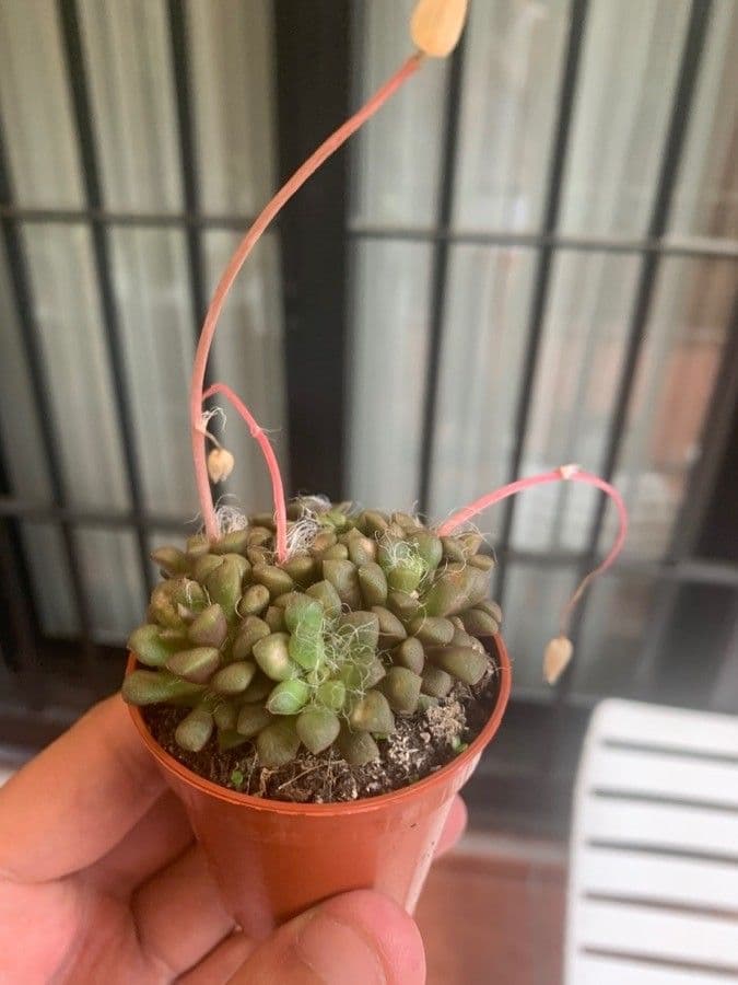 Anacampseros 14