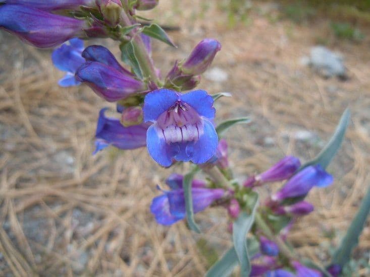 Penstemon 6