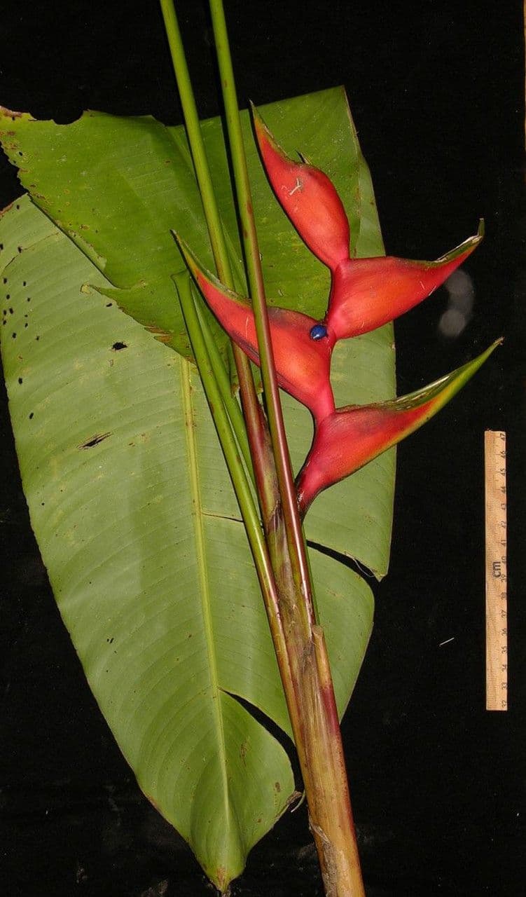 Heliconia eretta 25
