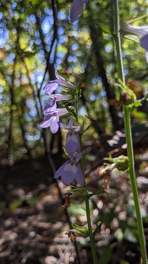 Lobelia puberula 2