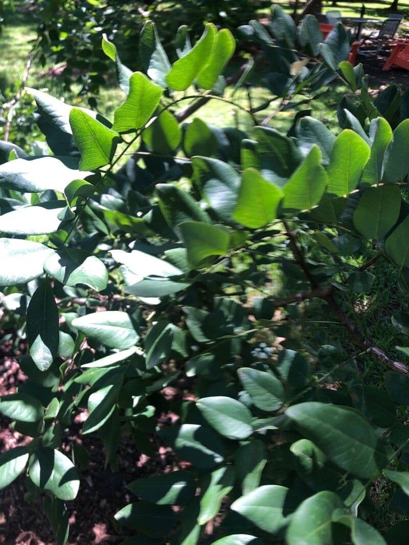 Cassia 3