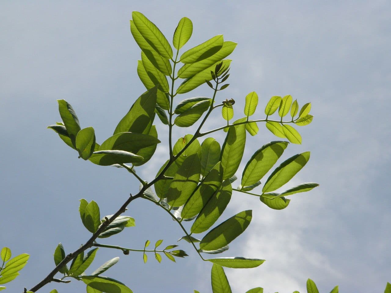 Piscidia piscipula 8