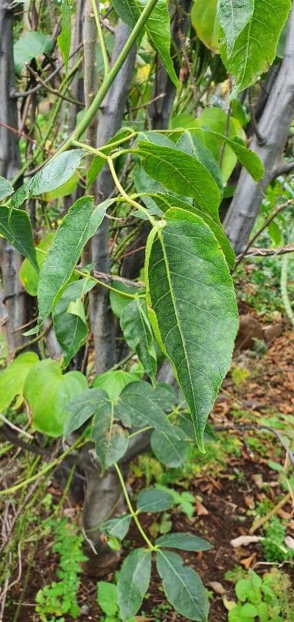 Commiphora 2