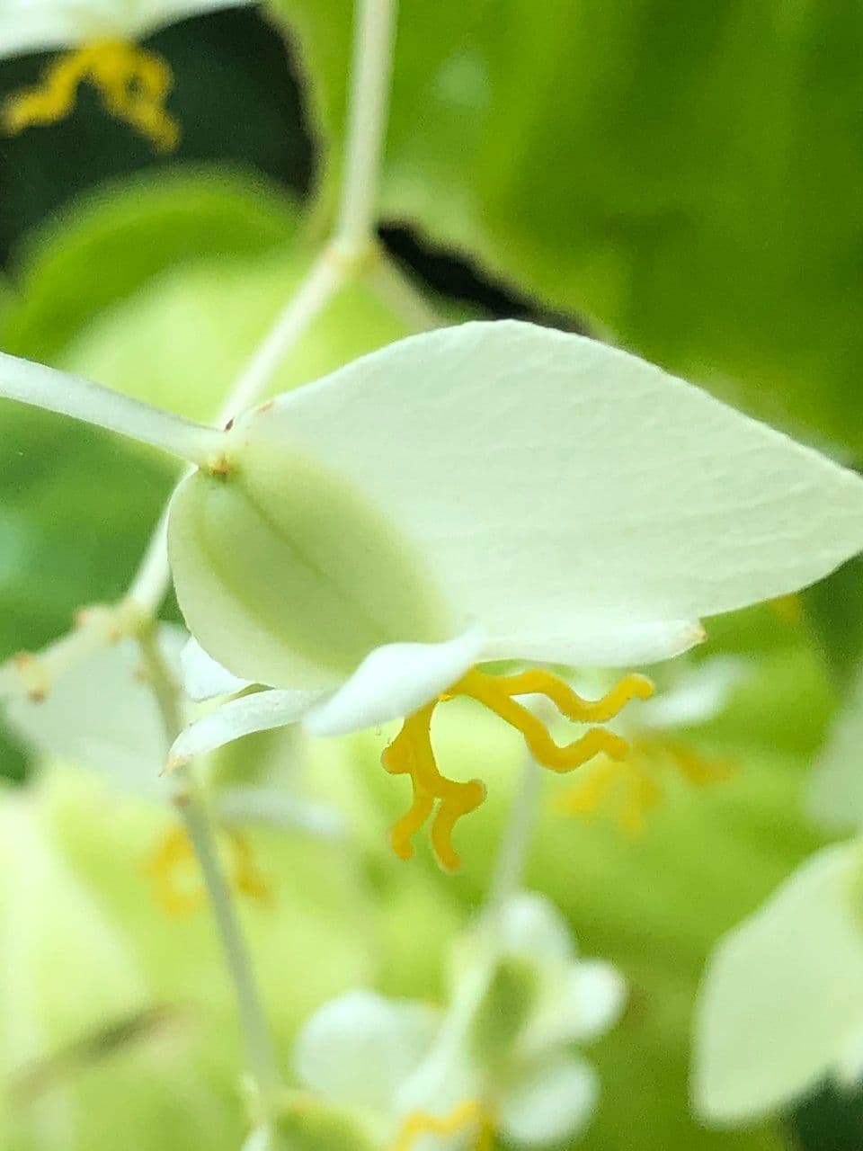 Begonia 8