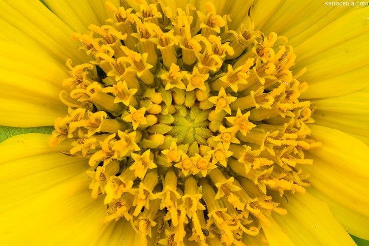 Wyethia helenioides 4