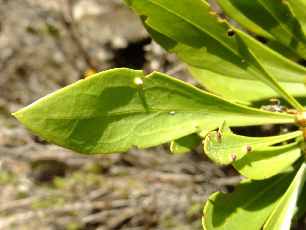 Globularia salicina 14