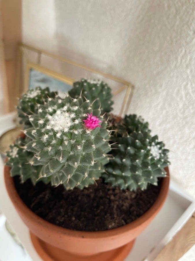 Mammillaria 6