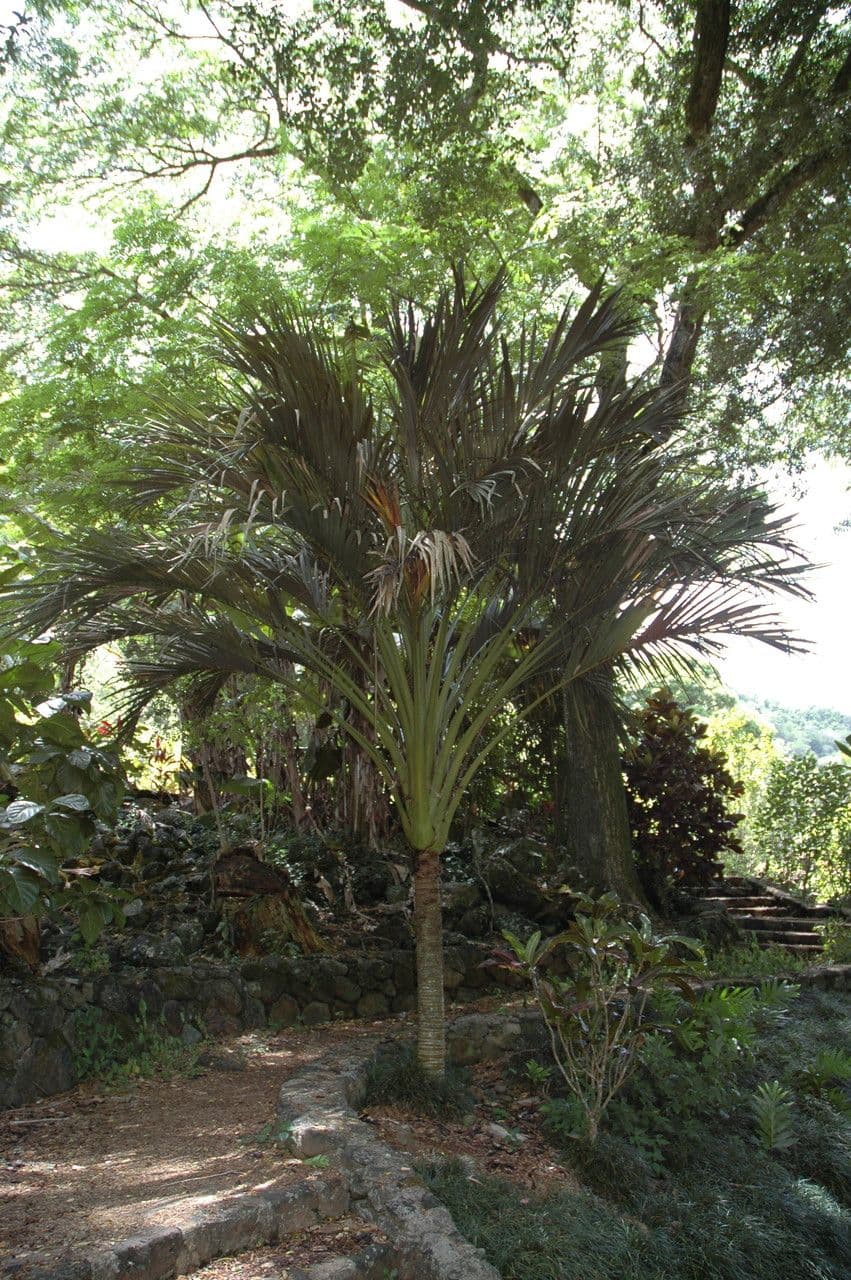 Howea 5