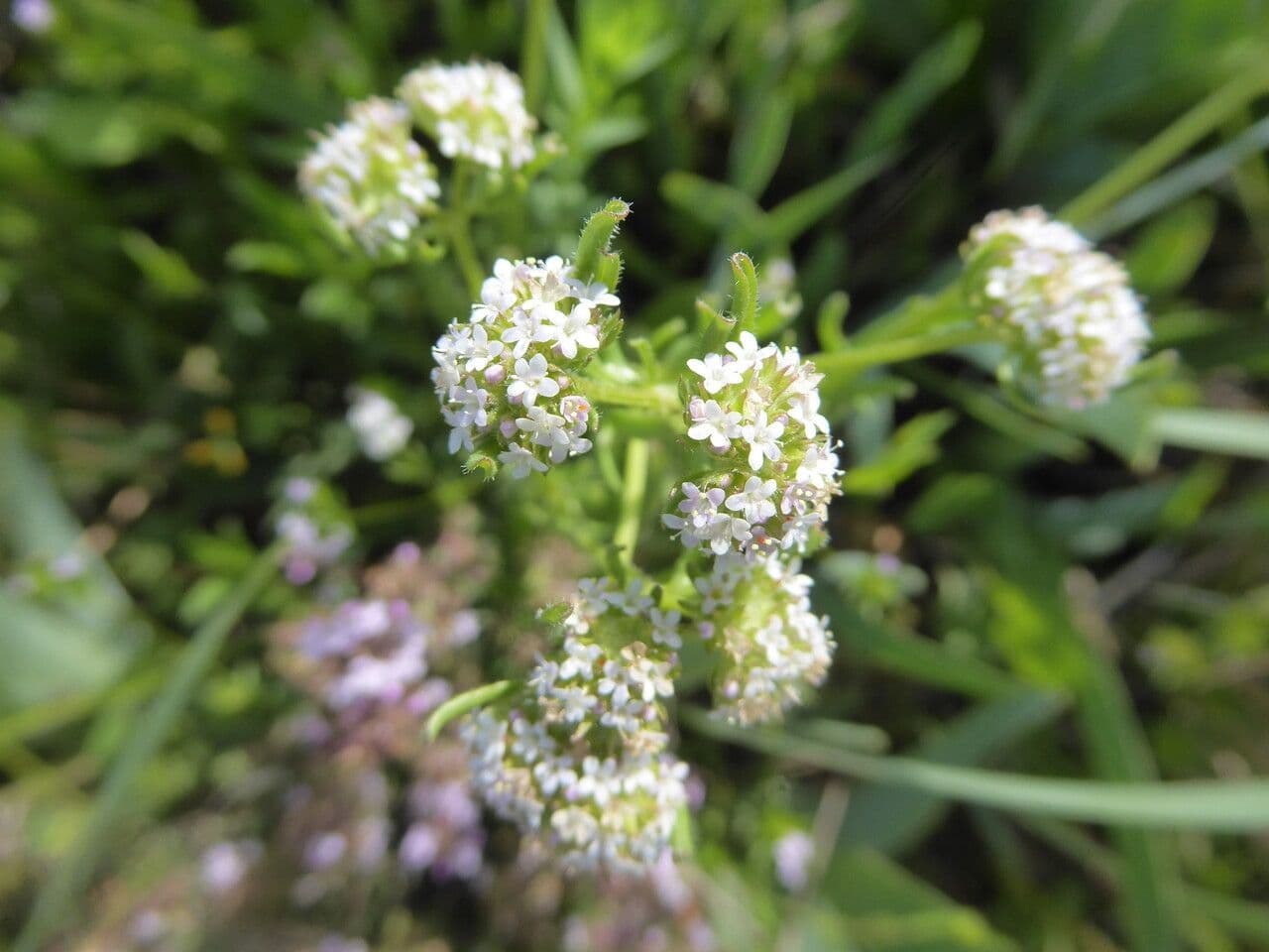 Valerianella coronata 6