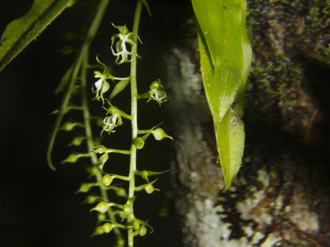 Cryptarrhena guatemalská 10