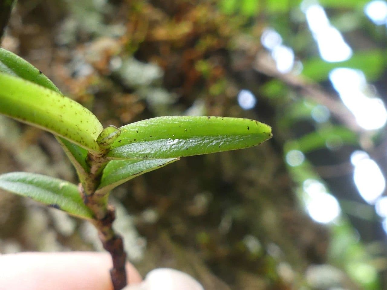Angraecum 16