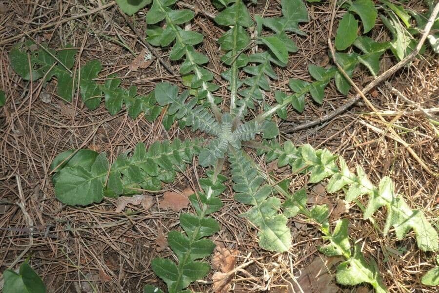 Hyoseris radiata 19