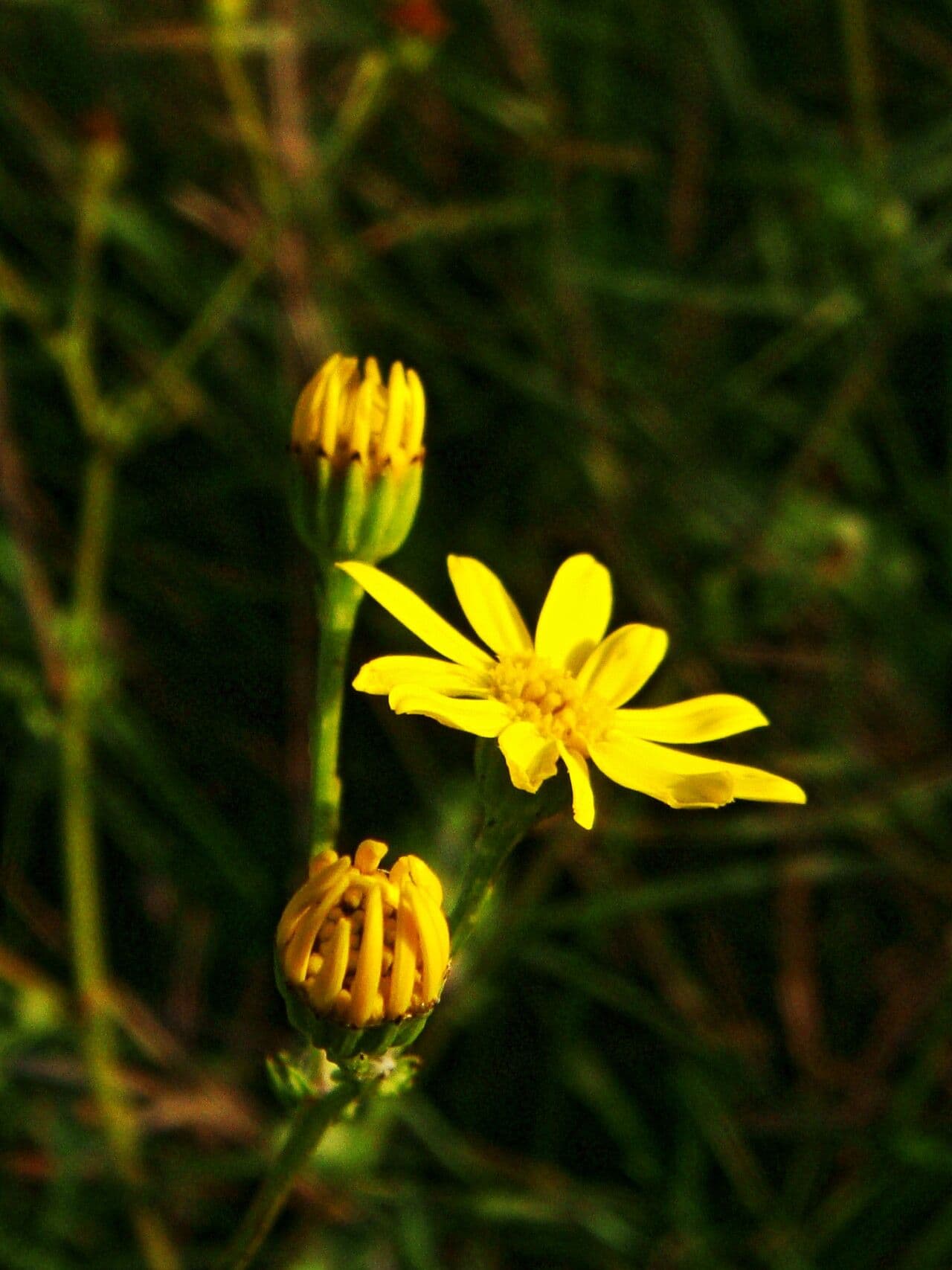 Starček pérovitý 3