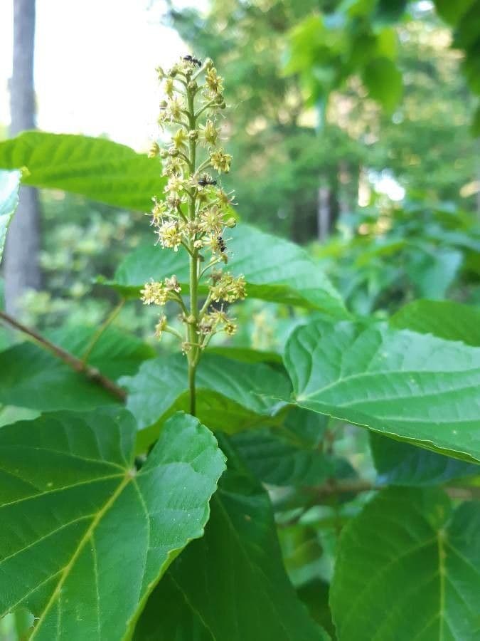 Arce de hoja de tilo 4