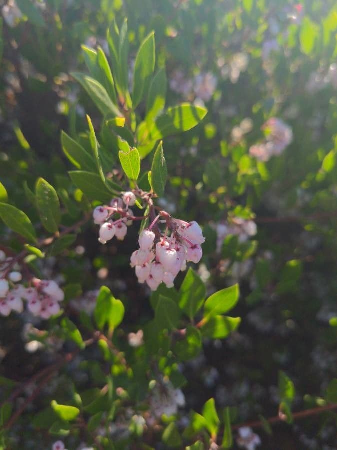 Manzanita 7