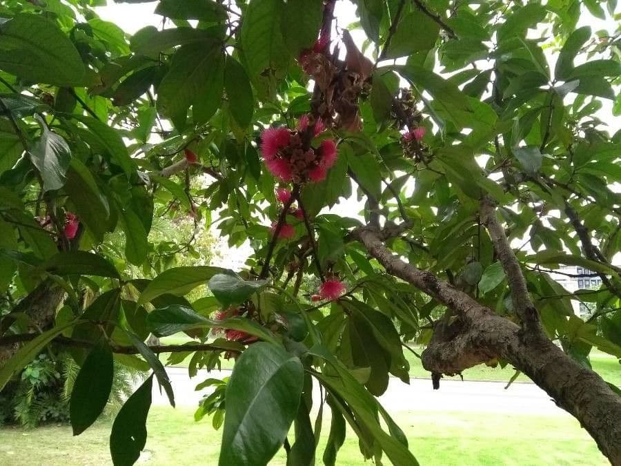 Syzygium malaccense 19