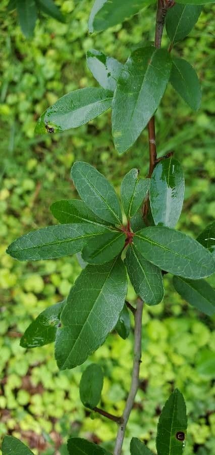 Schmalblättriger Apfel 6