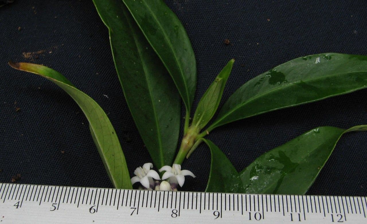 Palicourea axillaris 9