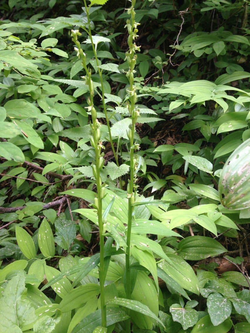 Platanthera stricta 5