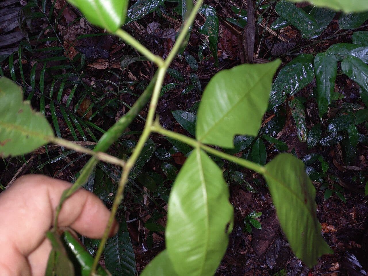 Swartzia 5