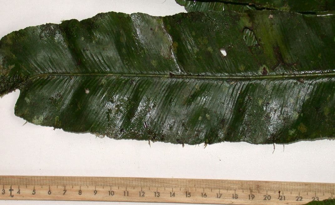 Asplenium serratum 19