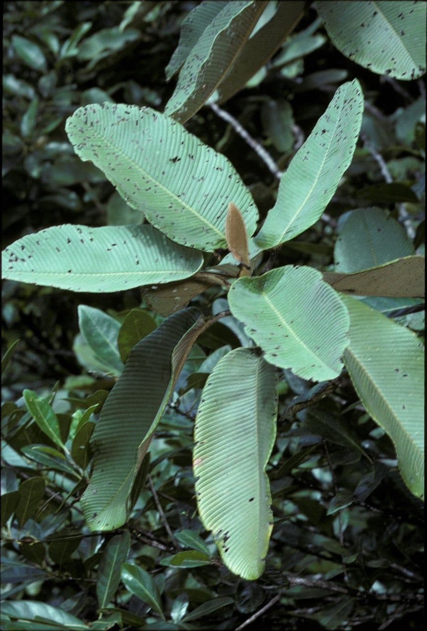 Dillenia 5