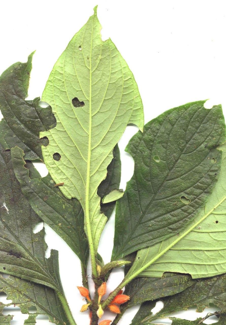 Besleria 17